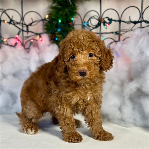 my doodle crush|my doodle crush puppy mill.